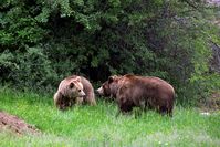 Ari und Rina erkunden den BÄRENWALD Prishtina Bild: © VIER PFOTEN, Mihai Vasile