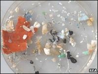 Viele Lebewesen fressen diese Plastikteilchen (Foto: Sea Education Association)