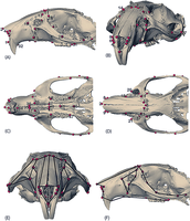 Fig 1. Landmarks used in the study.  (A) Rostral view; (B) Diagonal view; (C) Lateral view; (D) Ventral view; (E) Doral view with wireframe; (F) Lateral view with wireframe.