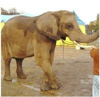Aus der Zirkusqual gerettet: Elefantendame Chitana. Bild: European Elephant Group