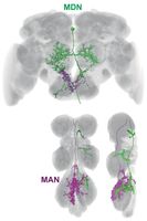 Die Abbildung zeigt die zwei Neuronen MDN und MAN im Gehirn von Fliegen, die für das Rückwärtsgehen
Quelle: IMP (mit freundlicher Genehmigung von Science/AAAS) (idw)