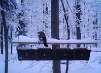 An Futterstellen im Biodiversitäts-Exploratorium Schwäbische Alb bevorzugten Vögel eindeutig fetthaltige Kost
Quelle: Foto: privat/Renner (idw)