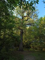 Die Pugatschow-Eiche im Sommer 2016