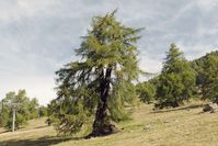 Dickste Lärche im Wallis. / Bild: ZDF Fotograf: ZDF/SRF, Mediafisch