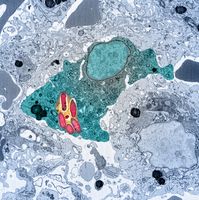 Elektronenmikroskopische Aufnahme einer mit Salmonellen (rot) infizierten Fresszelle (blau).
Quelle: Universität Basel, Biozentrum (idw)