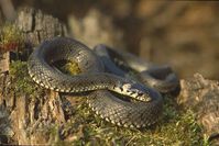 Ringelnatter (Natrix natrix) Bild: Marek Szczepanek / de.wikipedia.org