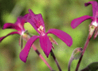 Kapland Pelargonie wirkt schleimlösend, antibakteriell, antiviral und zytoprotektiv.