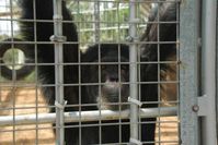 Schimpanse Bosko Bild: VIER PFOTEN