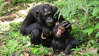 Schimpansenmutter mit ihrem Jungen. Die Tiere verbringen viel Zeit mit ausgedehnten Verhandlungen.
Quelle: Marlen Fröhlich (idw)