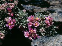 Alpine Pflanzen wie die Nevadensia purpurea könnten in wenigen Jahrzehnten von manchen europäischen Gipfeln verschwunden sein.
Quelle: (Bild: Harald Pauli) (idw)