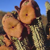 Hoodia gordonii © Frank Barsch / WWF