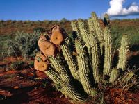 Hoodia gordonii. © Frank Barsch / WWF