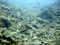 Kaputte Riffe, keine Fische - globale Erwärmung zerstört Ozeane. Bild: Global Change Inst