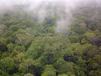 Pflanzensalze in Regenwaldwolken: An Kaliumsalzen aus Pilzen und Pflanzen kondensieren organische Substanzen, so dass Aerosolpartikel entstehen. An diesen bilden sich Nebel- und Wolkentröpfchen. Wie und warum Pilze und Pflanzen die schwerflüchtigen anorganischen Salze freisetzen, ist bislang nicht klar.
Quelle: Bild: Christopher Pöhlker / MPI für Chemie (idw)