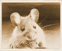 Mäuse werden auch heute noch massenweise ermordet für fragwürdige Forschungen (Symbolbild)