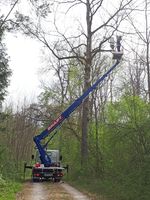 In Höhen von bis zu 20 Metern entnimmt Anna Eisen von einer mobilen Arbeitsbühne aus Proben im Neuburger Auwald.
Quelle: Anna Eisen/upd (idw)