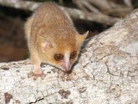 Ein Grauer Mausmaki (Microcebus murinus). Bild: Anni M. Hämäläinen (idw)