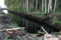 Werden Entwässerungsgräben angestaut, bleibt das Wasser im Torfboden und das Moor kann sich regenerieren