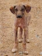 Heimatloser Hund in Istanbul Bild: PETA