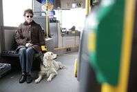 Führhundhalterin mit Golden Retriever im Bus. Bild: Friese