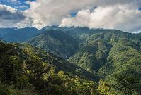 Regenwald in Peru