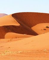 Mehrmals bedeckten Wälder die Sahara. Bild: pixelio.de/Schütz