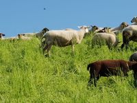 Schafe am Elbdeich im Frühjahr