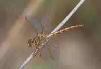 Crenigomphus kavangoensis kommt nur am Mittellauf des Okavango-Flusses vor und hat daher nur ein sehr kleines Verbreitungsgebiet.
Quelle: Bild frei zur Veröffentlichung bei Nennung der Quelle: Frank Suhling / TU Braunschweig (idw)