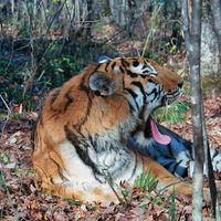 Bild: Amur-Tiger. © Vasily Solkin / WWF