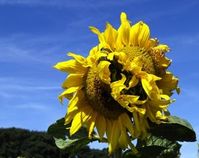 Sonnenblume: Licht und Ernährung wichtig. Bild: pixelio.de, uschi dreiucker