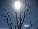 Ausgedörrter Baum bei Gunning (Australien). Bild: ZDF und Christopher Gerisch