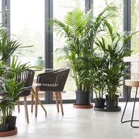 Grüne Oase mit der Kentia-Palme / Das grüne Office / Positive Effekte von Pflanzen am Arbeitsplatz / Bild: "obs/Blumenbüro Holland"