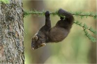 Baummarder  Bild: Wildtierschutz Deutschland e.V. Fotograf: Detlev Hinrichts, WTSD