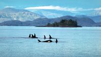 Orcas "unterhalten" sich während der Vorbereitung ihrer Beutezüge intensiv miteinander. Bild: ZDF Fotograf: AnthroMedia
