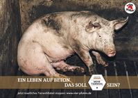 Bild: VIER PFOTEN – Stiftung für Tierschutz