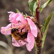 Bestäubung ist wichtig für Kulturpflanzen, die einige essentielle Nährstoffe für die menschliche Ernährung produzieren. Foto: AM Klein