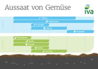 Aussaat von Gemüse.