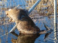 Reihenweise bleiben Rehe auf der Flucht vor dem Hochwasser im Nationalpark Unteres Odertal im Wildschweinzaun hängen und ertrinken. Bild: Wildtierschutz Deutschland e.V. Fotograf: privat/Wildtierschutz Deutschl.