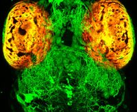 Eine neue Studie zeigt, dass serotonerge Nervenzellen (grün) beeinflussen, wie das Zebrafischgehirn
Quelle: (c) MPI für Neurobiologie / Filosa (idw)