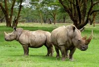 White rhinos in Nakuru County, Kenya