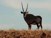 Oryxantilope (Oryx gazella gazella) in der afrikanischen Kunene Region in Namibia. Bild: David Lehmann/IZW (idw)