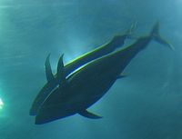 Tunfisch: Ohne Räuber verkommen die Ozeane zu artenleeren Wüsten. Bild: FlickrCC/Kaminski