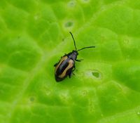 Ein Kohlerdfloh (Phyllotreta striolata) frisst an Blättern eines Chinakohls (Brassica rapa). Der Sch
Quelle: Christian Ulrichs / Humboldt-Universität zu Berlin (idw)