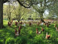 Glückliche Hühner durch Sondersteuern? Bei den hohen Steuern in Deutschland, müßten dann nicht alle Menschen jubeln und feiern? (Symbolbild)