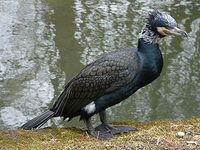 Kormoran Bild: BS Thurner Hof / de.wikipedia.org