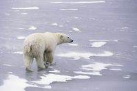 Eisbär – das Symbol der Arktis gibt es bereits seit 600.000 Jahren.
Quelle: Copyright:  Hansruedi Weyrich / www.weyrichfoto.ch (idw)