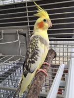 Bild: Tierschutz Bremerhaven