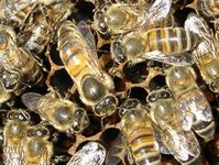 Eine Bienenkönigin mit Arbeiterinnen. Foto: Stefan Härtel, Martin-Luther-Universität Halle-Wittenberg