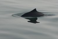 Typisch für den Schweinswal ist die deutlich erkennbare dreieckige Rückenflosse