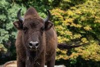 Der Verband der Zoologischen Gärten (VdZ) feiert die Rettung des Europäischen Wisents. Vor 100 Jahren gab es keine freilebenden Tiere mehr in Europa. Dank der Arbeit von Zoos und vielen Partnern leben heute wieder über 8.225 Tiere in Europa.